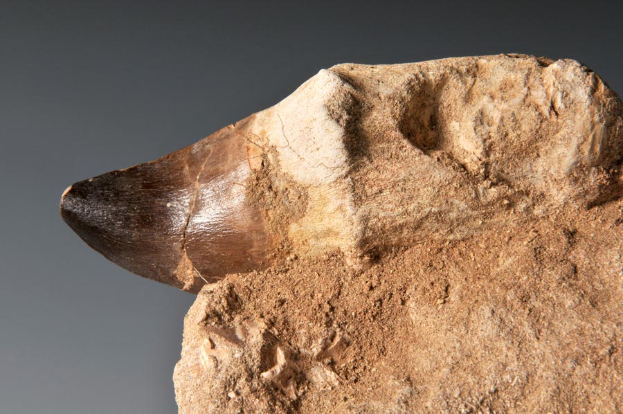 Mosasaurierzahn aus Marokko