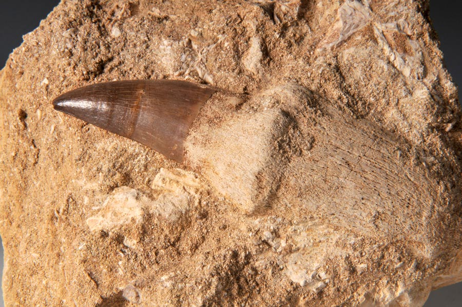 Mosasaurierzahn aus Marokko