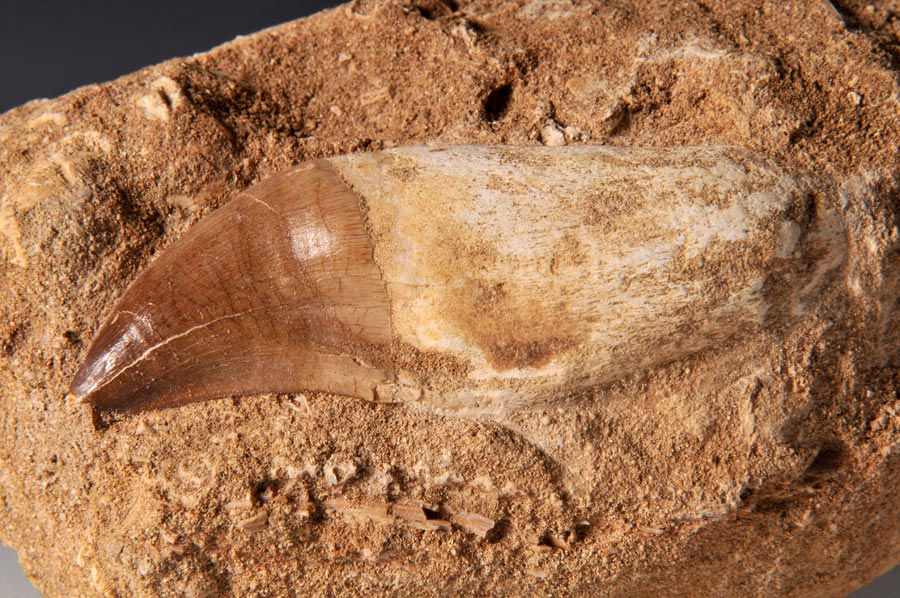 Mosasaurierzahn aus Marokko