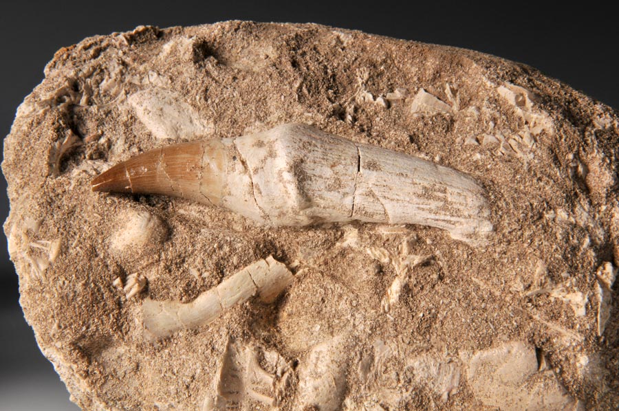 Mosasaurierzahn aus Marokko