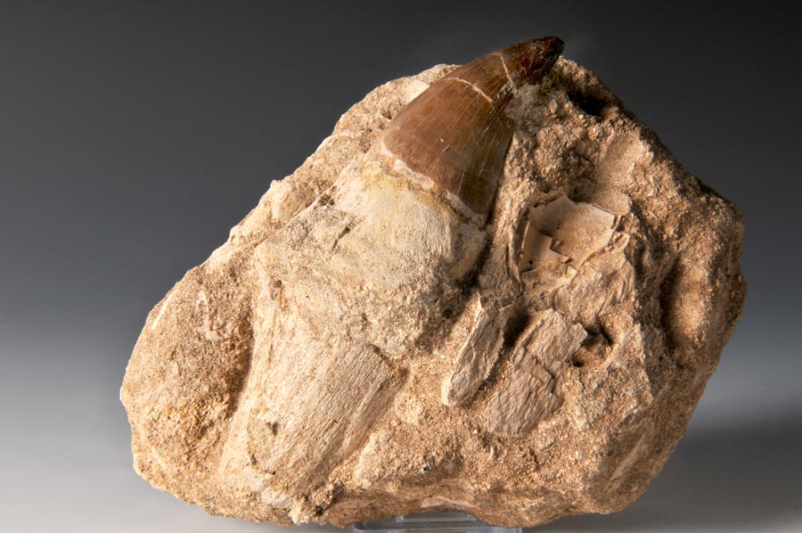 Mosasaurierzahn aus Marokko