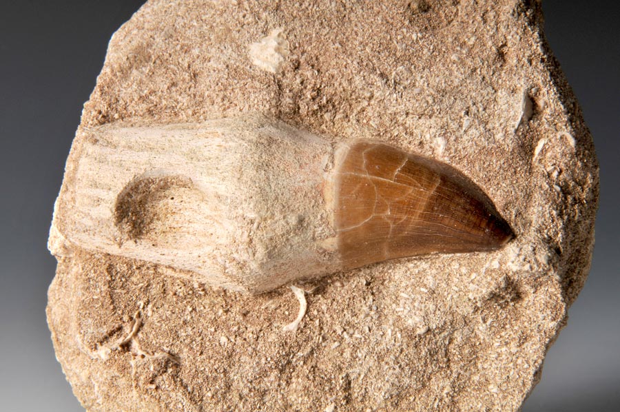 Mosasaurierzahn aus Marokko