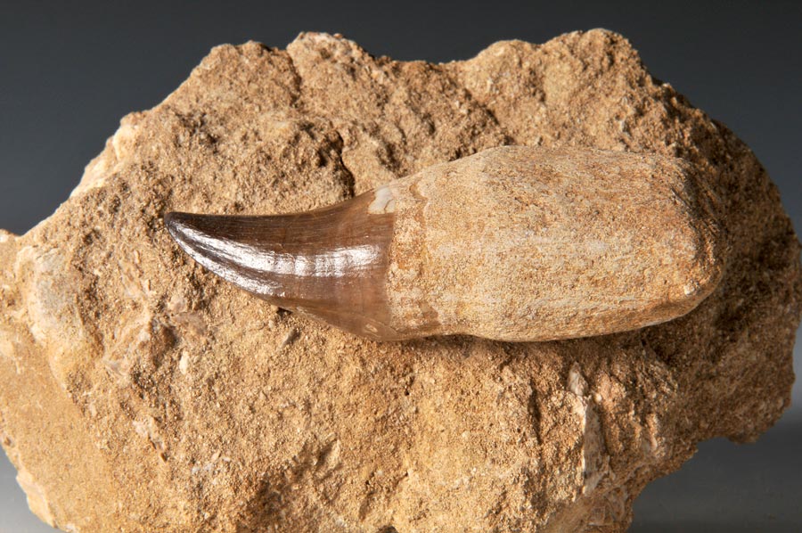 Mosasaurierzahn aus Marokko