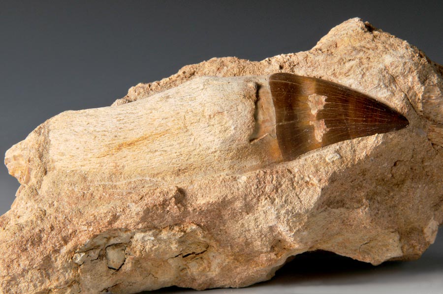 Mosasaurierzahn aus Marokko