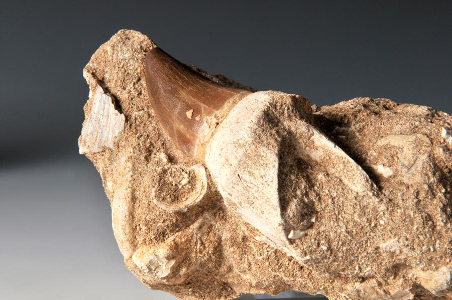 Mosasaurierzahn aus Marokko