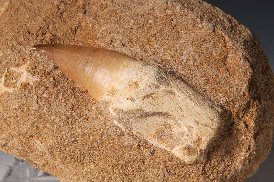 Mosasaurierzahn aus Marokko