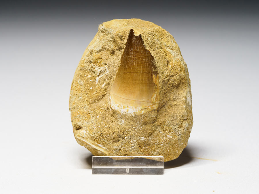 Mosasauriezahn aus der Kreidezeit