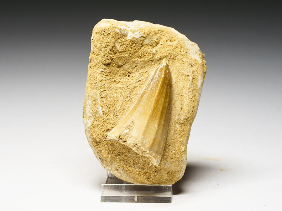 Mosasauriezahn aus der Kreidezeit