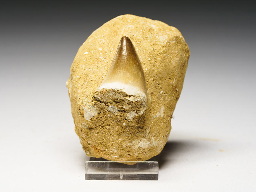 Mosasauriezahn aus der Kreidezeit