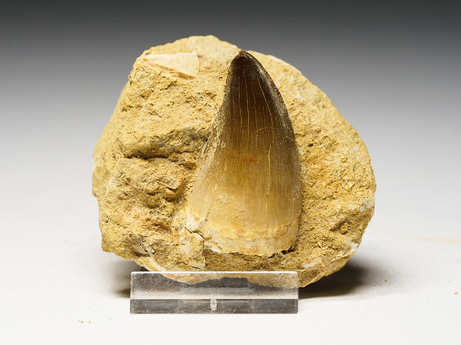 Mosasauriezahn aus der Kreidezeit