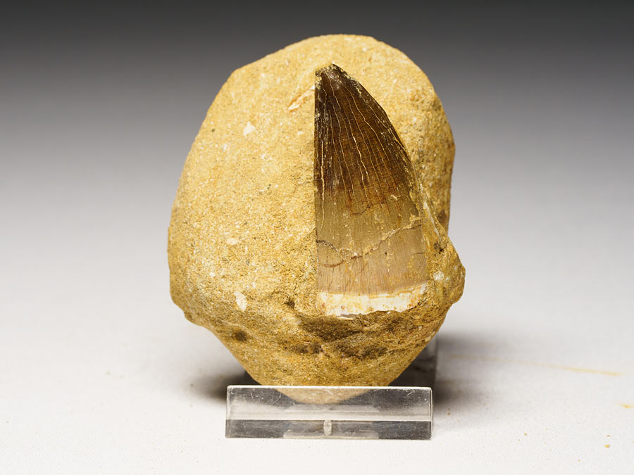 Mosasauriezahn aus der Kreidezeit