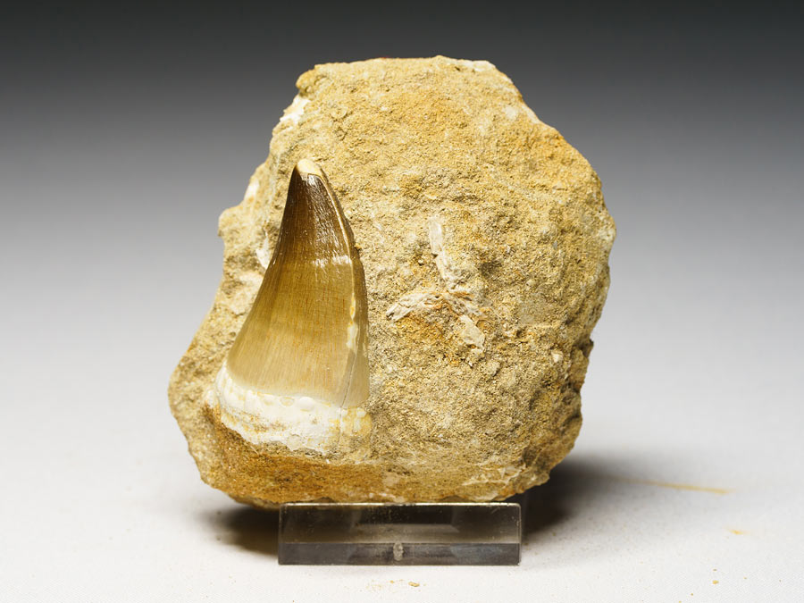 Mosasauriezahn aus der Kreidezeit