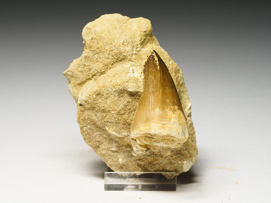 Mosasauriezahn aus der Kreidezeit