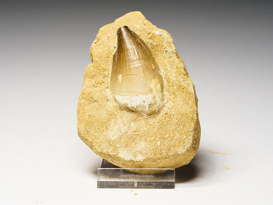 Mosasauriezahn aus der Kreidezeit