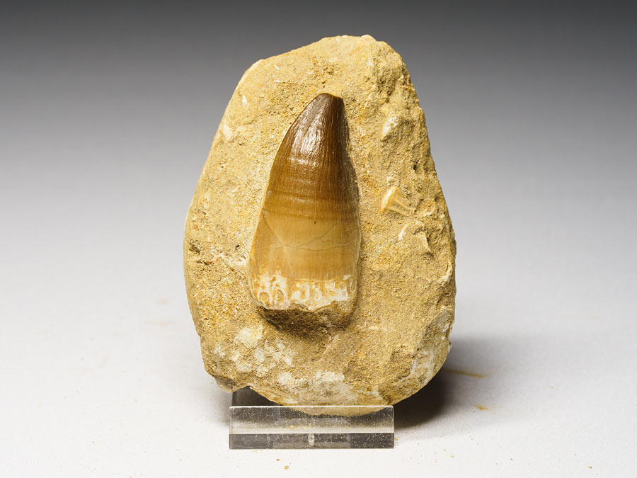 Mosasauriezahn aus der Kreidezeit