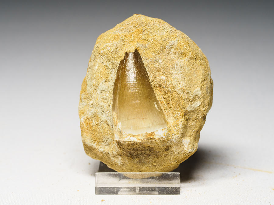 Mosasauriezahn aus der Kreidezeit