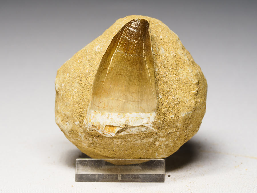 Mosasauriezahn aus der Kreidezeit