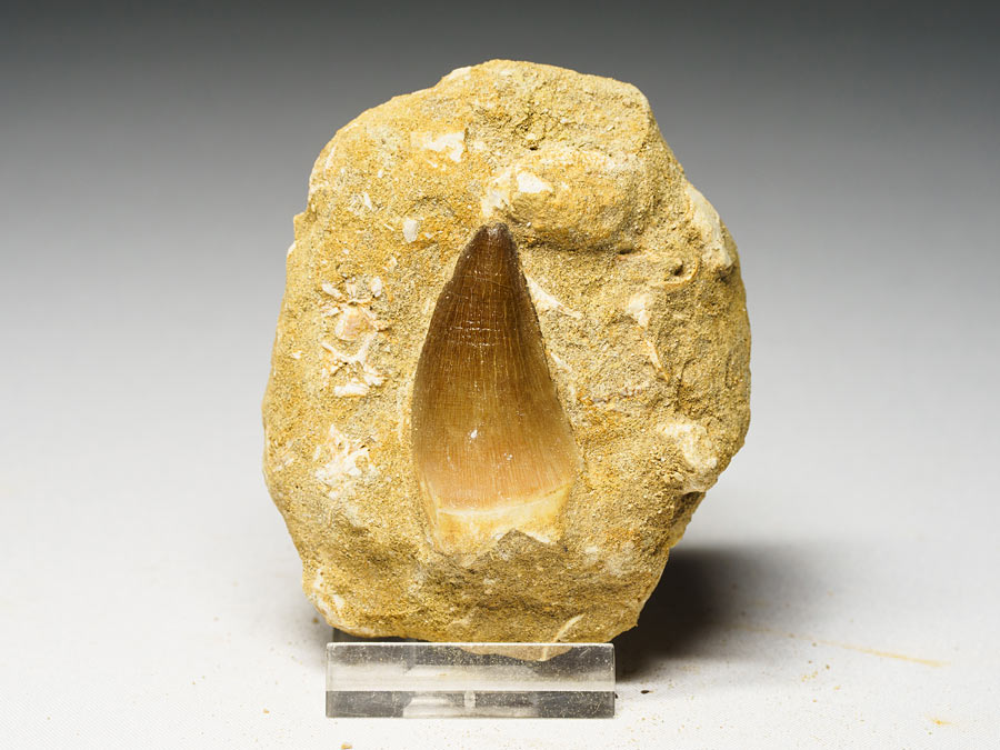 Mosasauriezahn aus der Kreidezeit