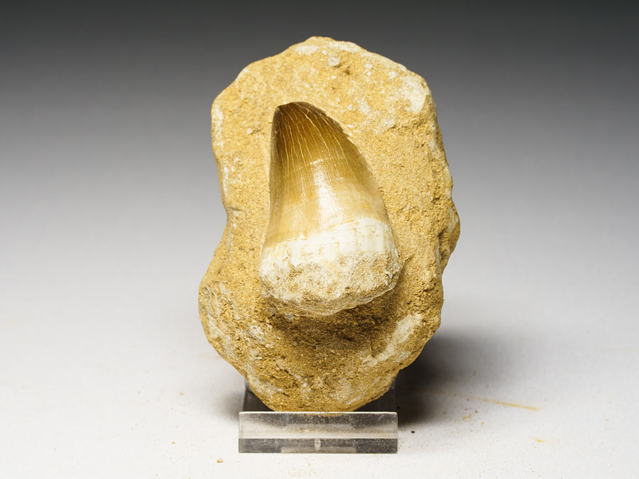 Mosasauriezahn aus der Kreidezeit