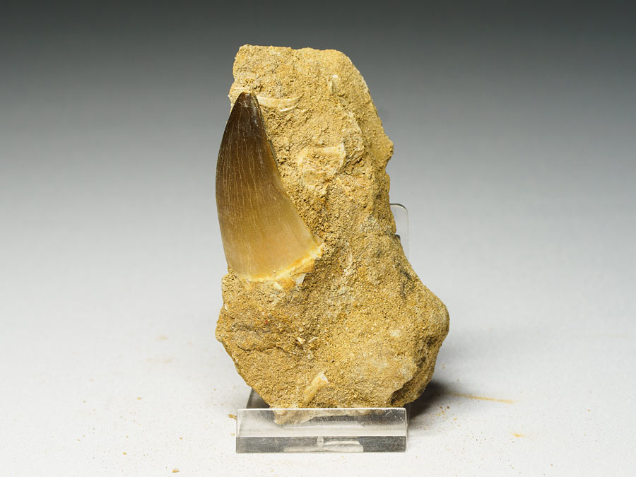 Mosasauriezahn aus der Kreidezeit