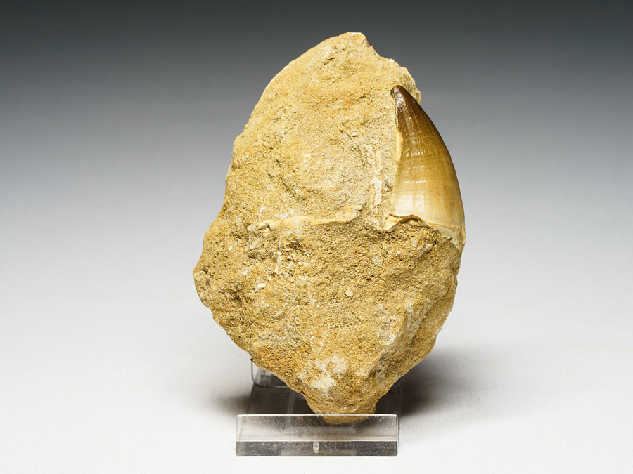 Mosasauriezahn aus der Kreidezeit