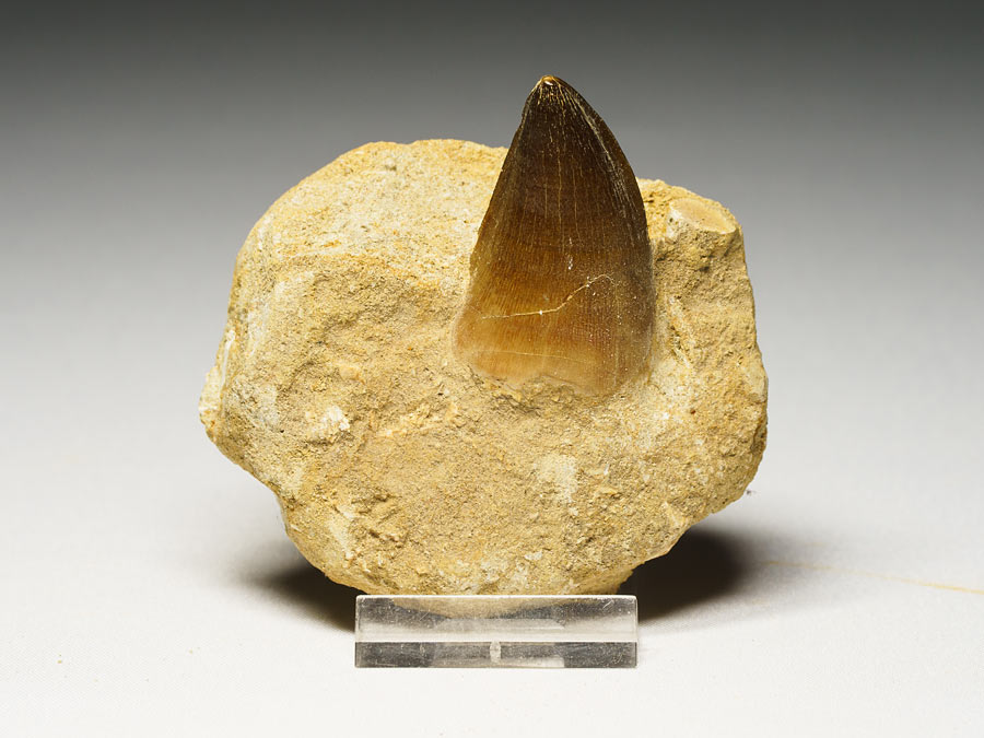 Mosasauriezahn aus der Kreidezeit