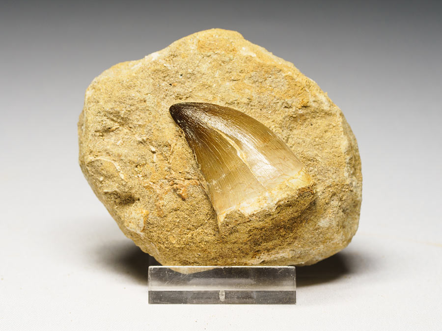 Mosasauriezahn aus der Kreidezeit