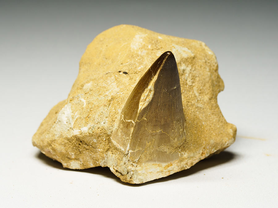 Mosasauriezahn aus der Kreidezeit