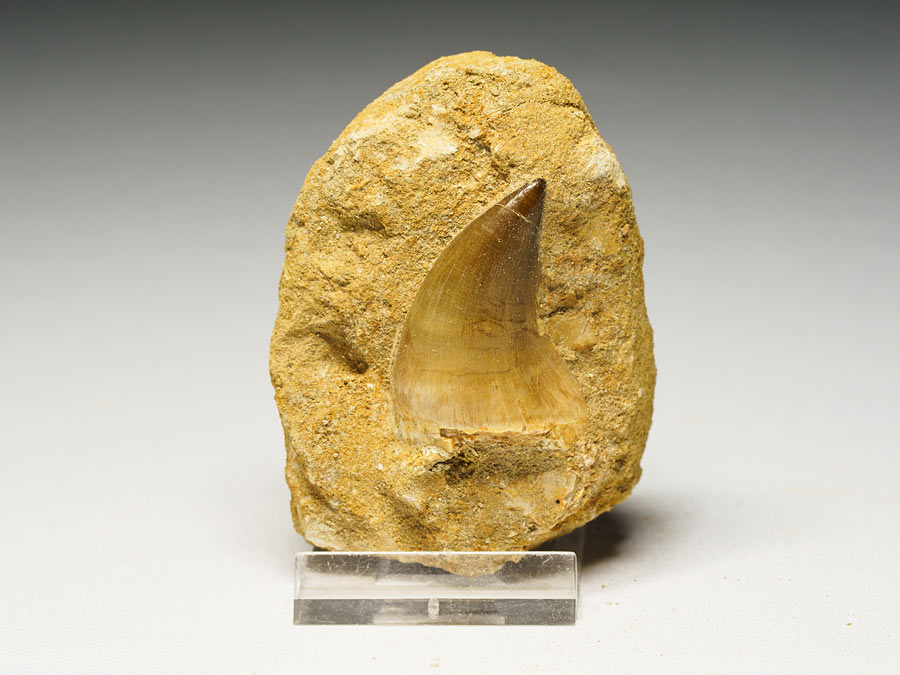 Mosasauriezahn aus der Kreidezeit