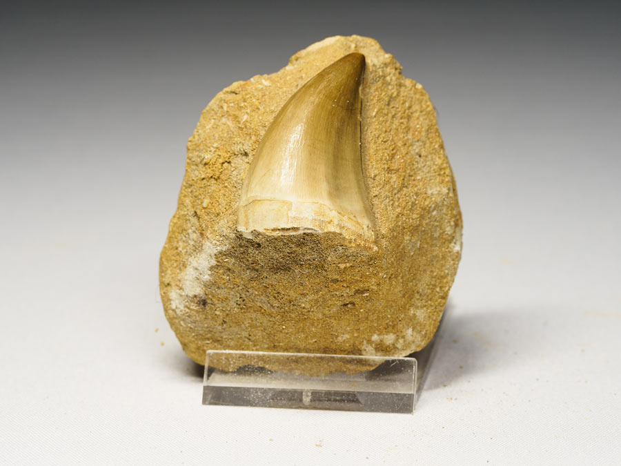 Mosasauriezahn aus der Kreidezeit