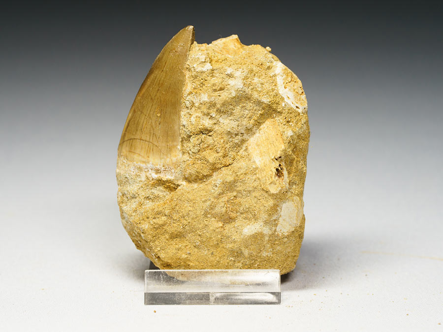 Mosasauriezahn aus der Kreidezeit