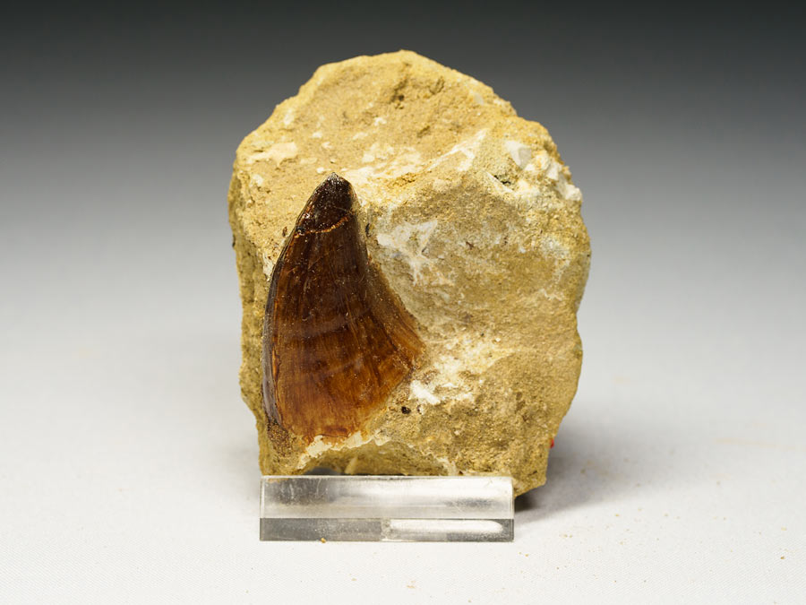 Mosasauriezahn aus der Kreidezeit