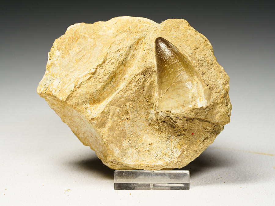 Mosasauriezahn aus der Kreidezeit