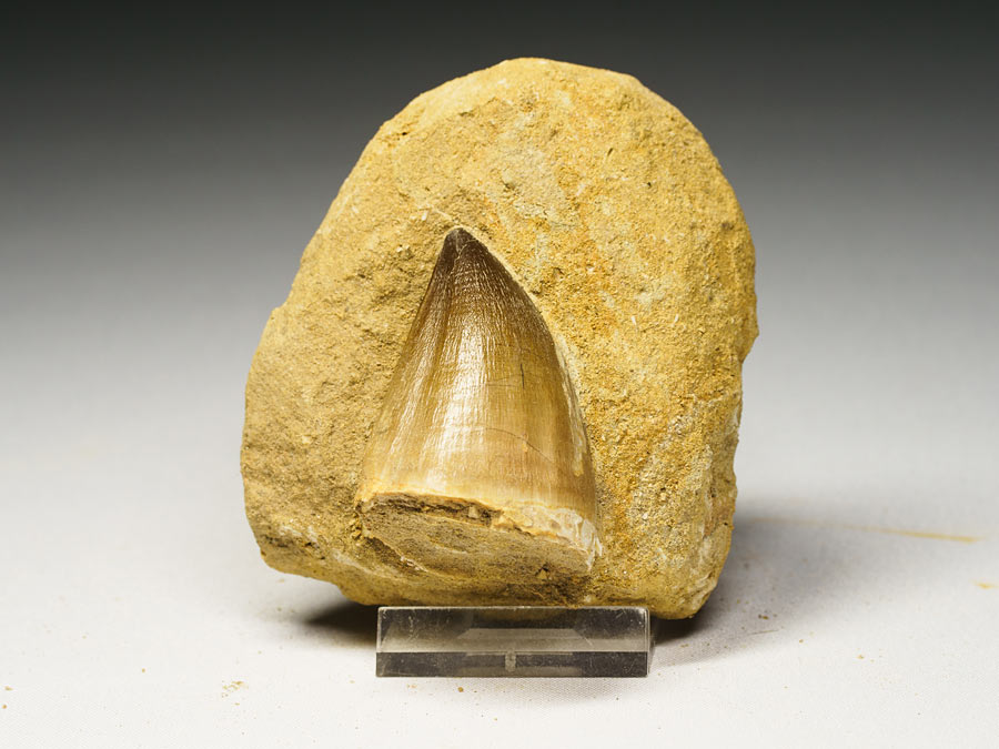 Mosasauriezahn aus der Kreidezeit