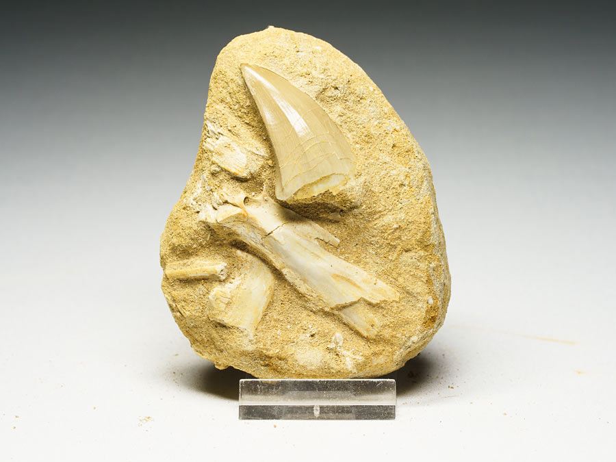 Mosasauriezahn aus der Kreidezeit