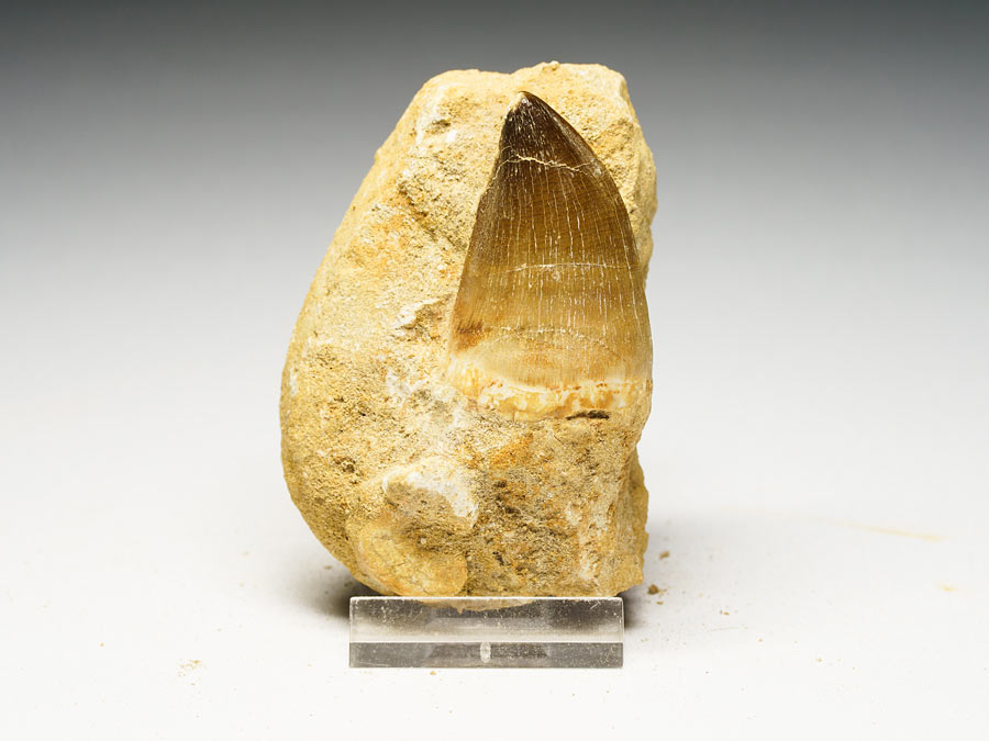 Mosasauriezahn aus der Kreidezeit