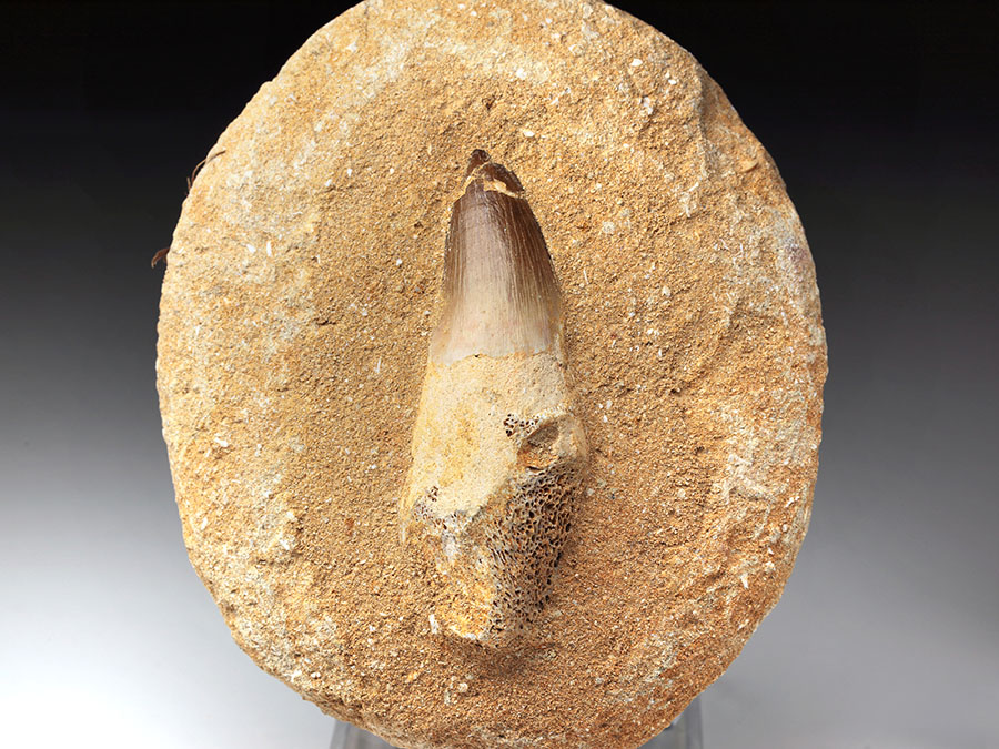 Mosasauriezahn aus der Kreidezeit