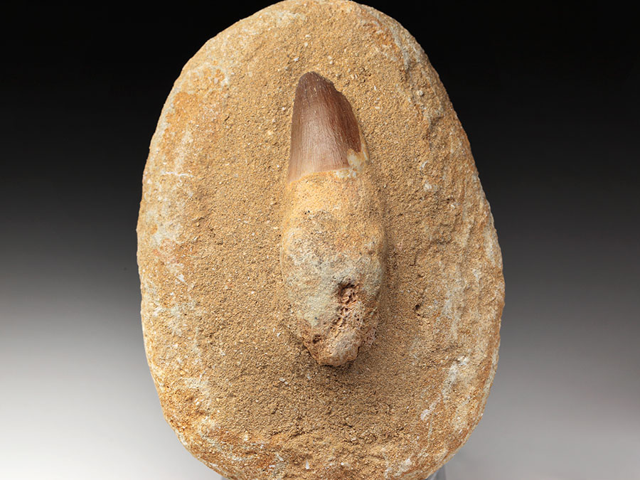 Mosasauriezahn aus der Kreidezeit