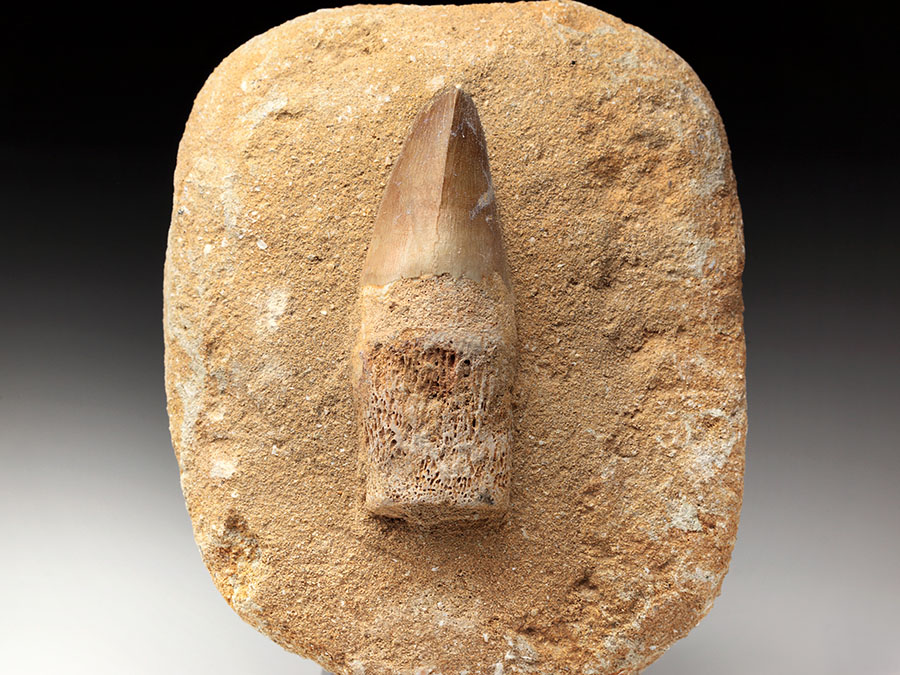 Mosasauriezahn aus der Kreidezeit