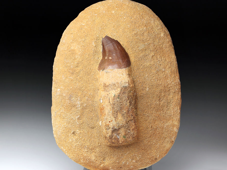 Mosasauriezahn aus der Kreidezeit