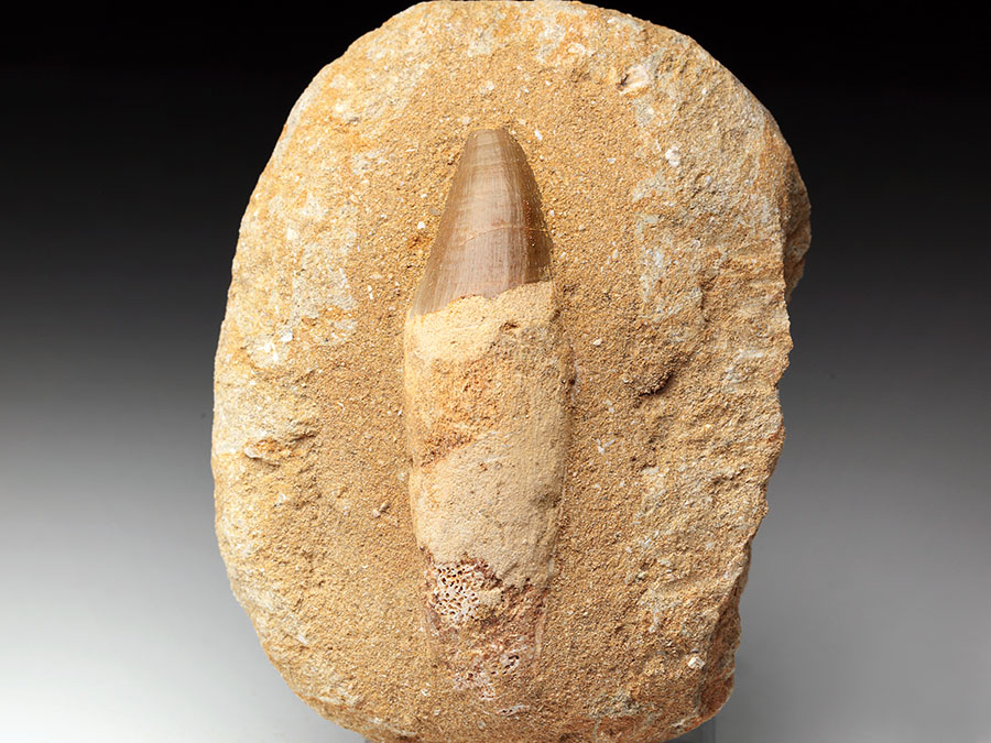 Mosasauriezahn aus der Kreidezeit