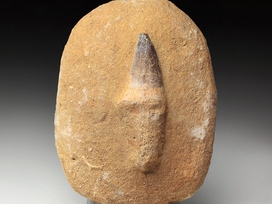 Mosasauriezahn aus der Kreidezeit