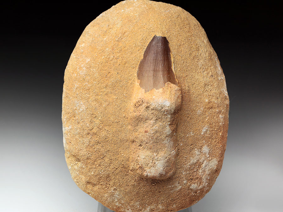 Mosasauriezahn aus der Kreidezeit