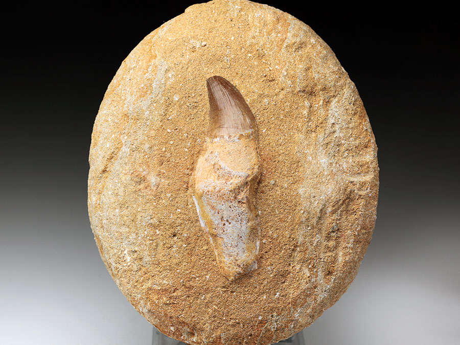 Mosasauriezahn aus der Kreidezeit