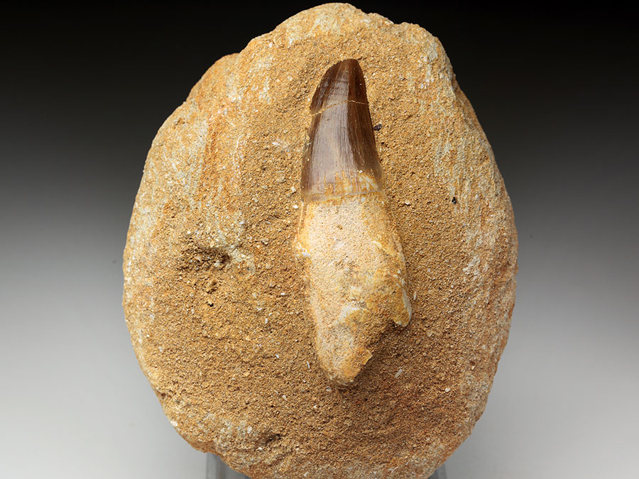 Mosasauriezahn aus der Kreidezeit