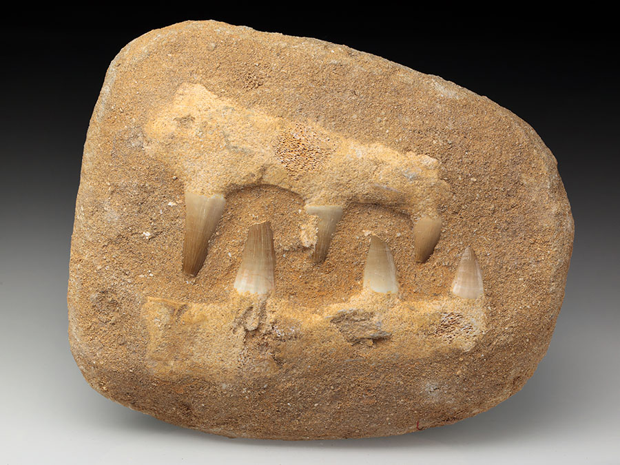 Mosasaurierkiefer aus der Kreidezeit