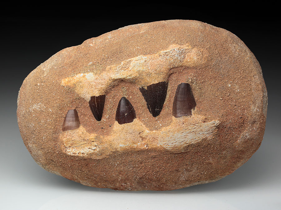 Mosasaurierkiefer aus der Kreidezeit