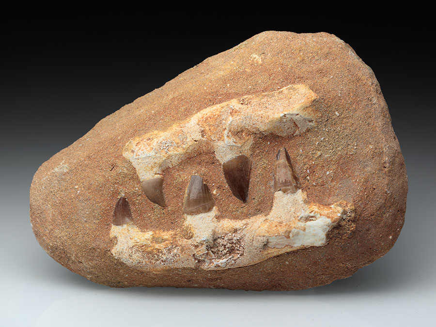 Mosasaurierkiefer aus der Kreidezeit