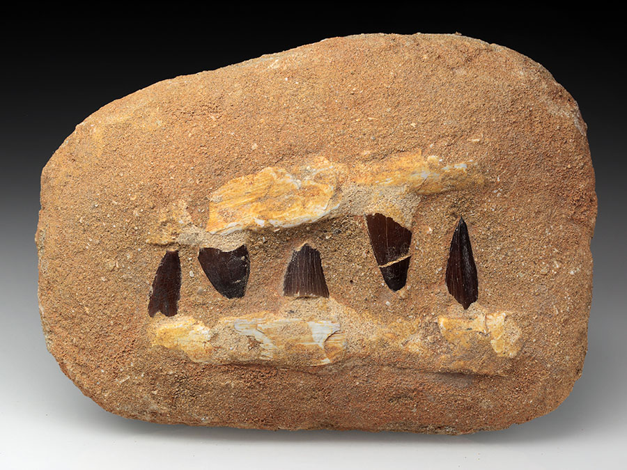 Mosasaurierkiefer aus der Kreidezeit