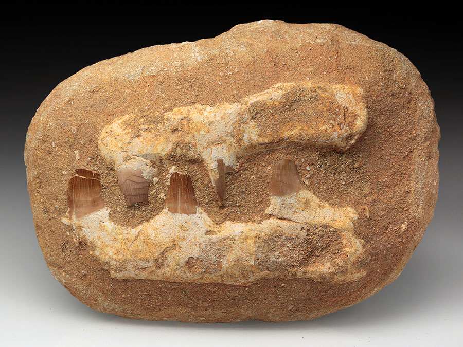 Mosasaurierkiefer aus der Kreidezeit